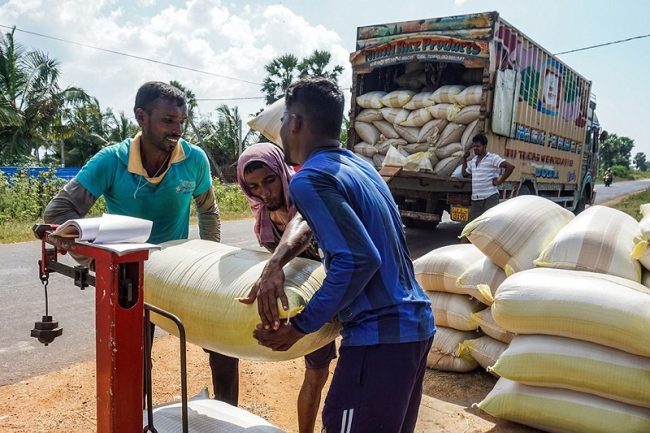 රජය වී මෙට්රික්ටොන් 40,000කට වැඩි ප්රමාණයක් මිලදී ගනී