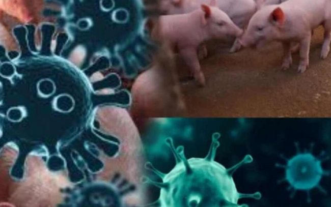 අප්‍රිකානු සූකර උණ රෝගය සම්බන්දයෙන් අති විශේෂ ගැසට් නිවේදනයක්