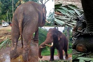 තායිලන්ත ඇතුන් දෙදෙනාගේ සෞඛ්ය තත්ත්වය පිළිබඳව වාර්තාවක් කැඳවයි