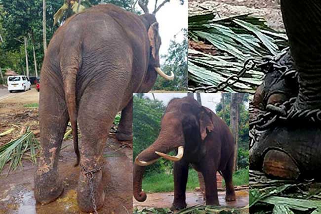 තායිලන්ත ඇතුන් දෙදෙනාගේ සෞඛ්ය තත්ත්වය පිළිබඳව වාර්තාවක් කැඳවයි
