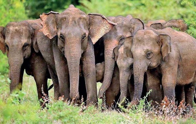 මෙරට සිටින්නේ අලි 7,451යි - වනජීවී සංරක්ෂණ දෙපාර්තමේන්තුව