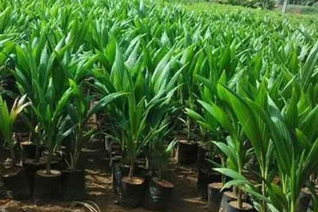 “කප්තුරු සවිය” ජාතික වැඩසටහන අරඹයි