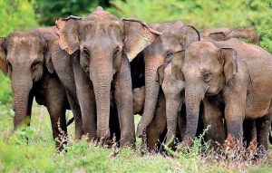 මෙරට සිටින්නේ අලි 7,451යි - වනජීවී සංරක්ෂණ දෙපාර්තමේන්තුව