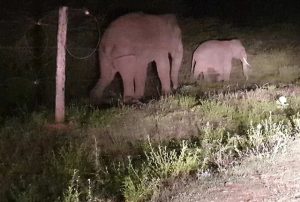 හම්බන්තොට අලි මෙහෙයුමෙන් වන අලින් 34ක් වන අලි කළමණාකරන රක්ෂිතයට