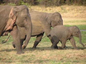 වනඅලි රක්ෂිතවලට පලවා හැරීමේ මෙහෙයුමට එරෙහිව ගොනුකළ පෙත්සම නිෂ්ප්‍රභ කරයි