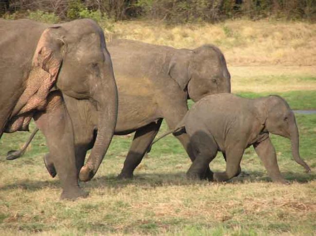 වනඅලි රක්ෂිතවලට පලවා හැරීමේ මෙහෙයුමට එරෙහිව ගොනුකළ පෙත්සම නිෂ්ප්‍රභ කරයි