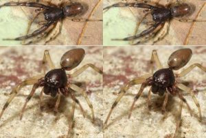 ශ්‍රී ලංකාවට ආවේණික නව මකුළුවන් විශේෂ 06ක්