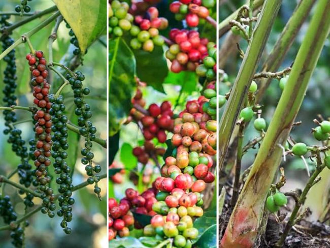 ආපදාවෙන් බලපෑමට ලක්වූ ගම්මිරිස්, කෝපි සහ කරදමුංගු සඳහා දීමනාවක්