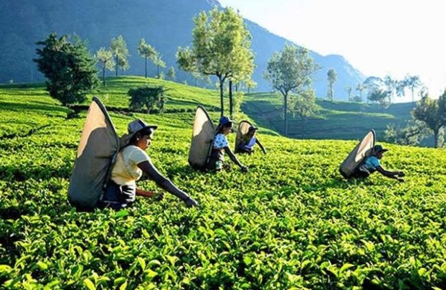 වතු කම්කරු දෛනික වැටුප ඉහළට