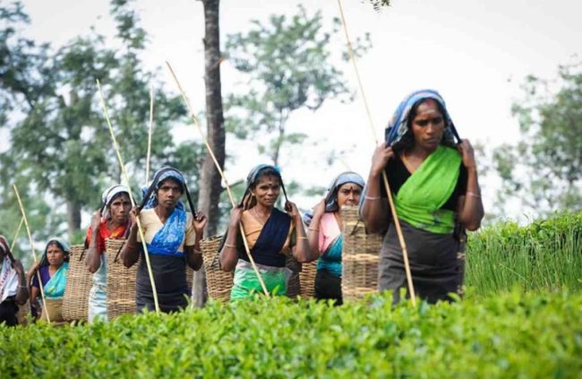 වතු සේවක දෛනික වැටුප වැඩිකිරීමේ ගිවිසුමට අත්සන