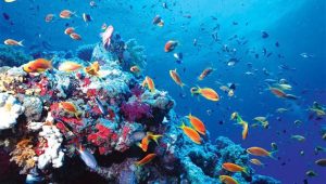 සාගර 2/3ක් පාලනය වන‘BBNJ'(Biodiversity Beyond National Jurisdictions) ගිවිසුම බලාත්මකයි