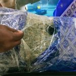 කෝටි 10ක කුෂ් සමඟ දෙදෙනෙකු කටුනායක දී අත්අඩංගුවට