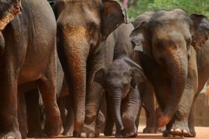 හම්බන්තොට වනඅලි කළමනාකරණ කලාපය සම්බන්ධ රෙගුලාසි මාලාවක්