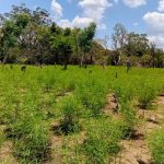 රු.මි 4.5ක් පමණ වටිනා ගංජා හේනක් වටලයි