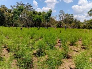 රු.මි 4.5ක් පමණ වටිනා ගංජා හේනක් වටලයි