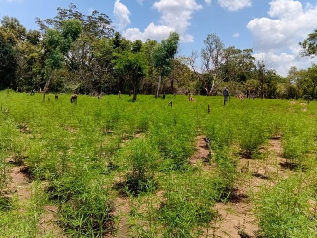 රු.මි 4.5ක් පමණ වටිනා ගංජා හේනක් වටලයි