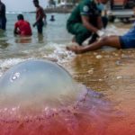 ජෙලිෆිෂ් උවදුරක් නිසා පානදුර වෙරළේ දිය නෑමෙන් වළකින්නැයි ඉල්ලීමක්