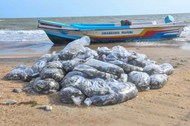 මුහුදු කූඩැල්ලන් ජාවාරමක සැකකරුවන් 26ක් නාවික හමුදා අත්අඩංගුවට