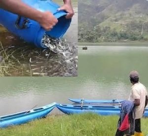 මාවුස්සාකැලේ ජලාශයට මෙරිගල් මත්ස්‍ය පැටවුන් 66,000ක් මුදා හරියි